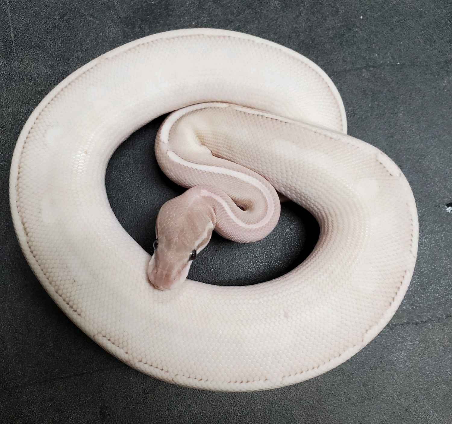 Banana Pastel Mystic Potion Ball Python by AList Animals MorphMarket