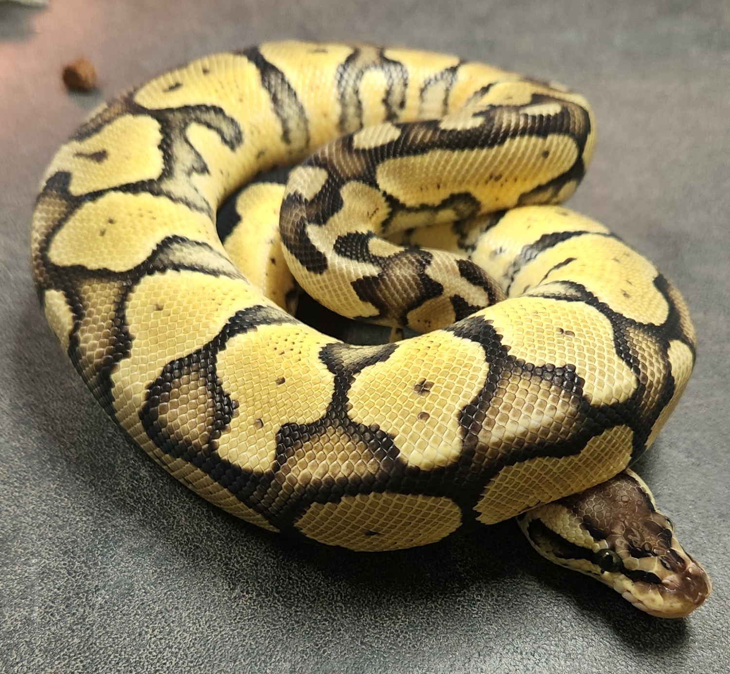 Firefly Het VPI Axanthic Ball Python by A-List Animals - MorphMarket