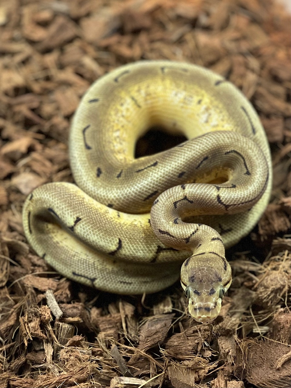 Spinner Het VPI Axanthic Ball Python by A-List Animals - MorphMarket