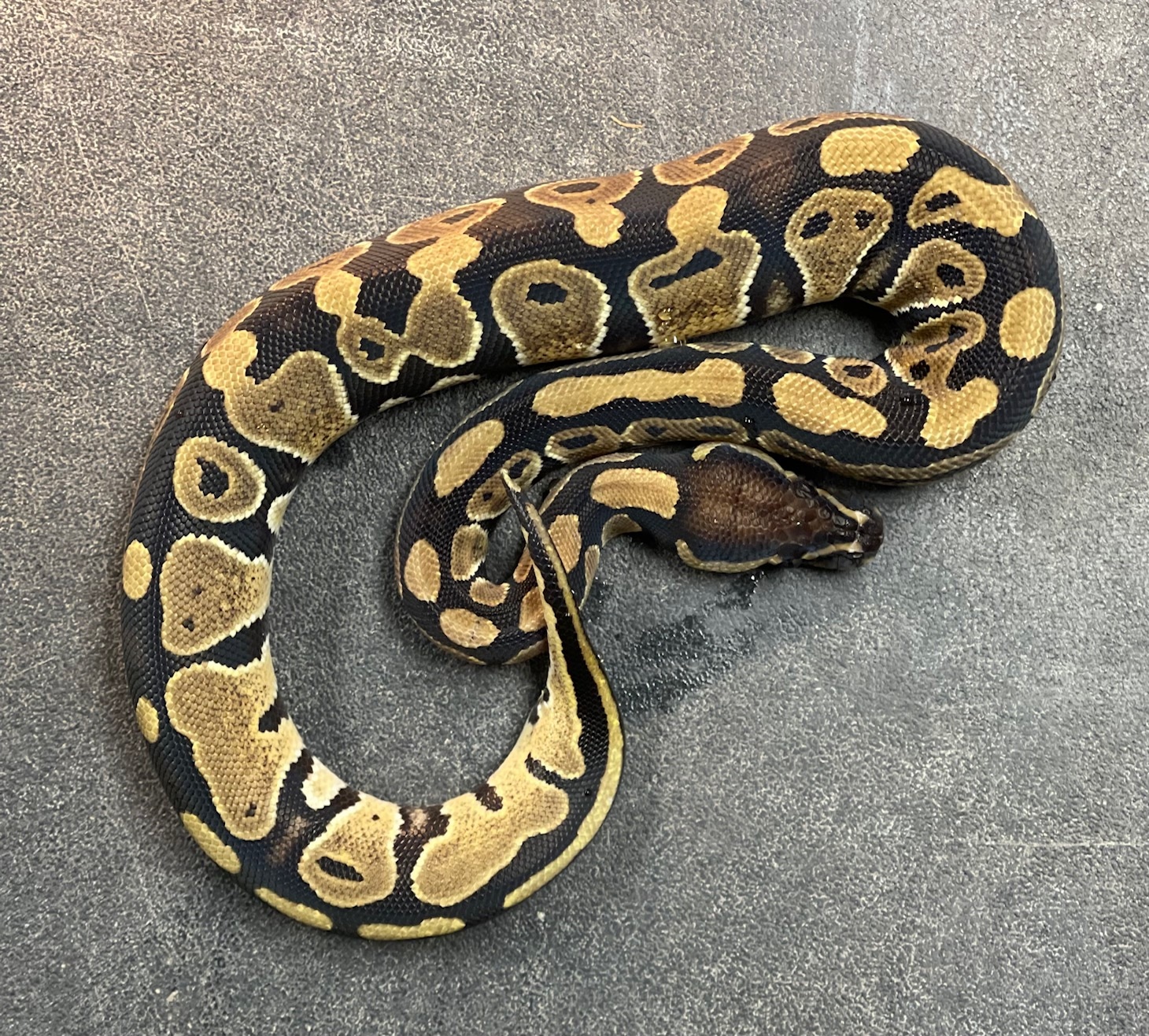 Het VPI Axanthic Ball Python by A-List Animals - MorphMarket