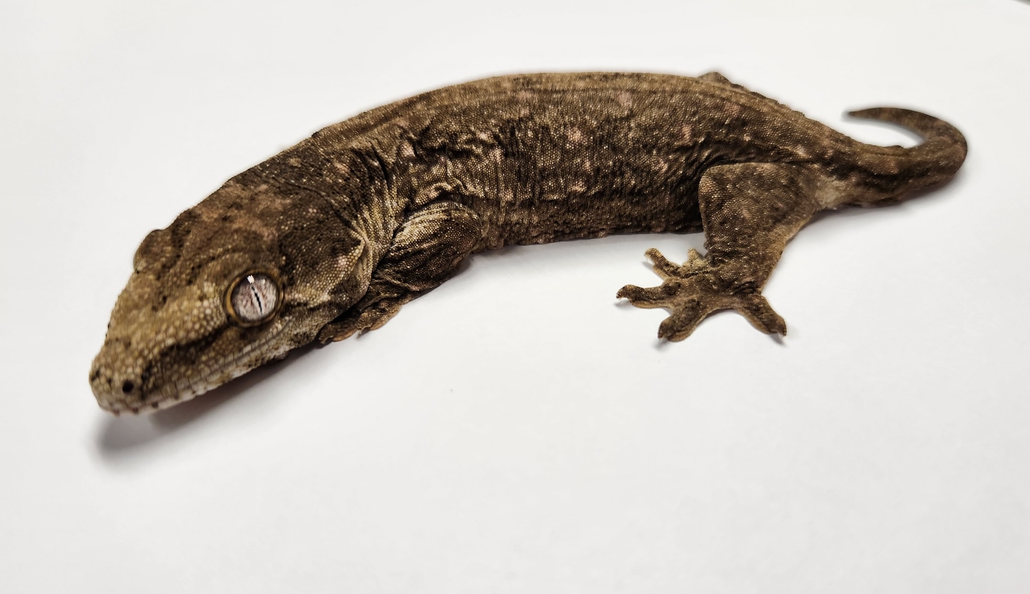 Yate/Koghis Friedel Melanistic Leachianus Gecko by AList Animals