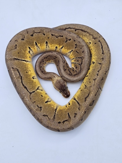 Lemonblast GHI Het VPI Axanthic Ball Pythons by A-List