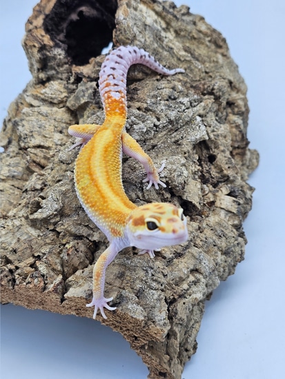 W/Y Tangerine Firebold Cross Ph Bell/Eclipse Leopard Gecko