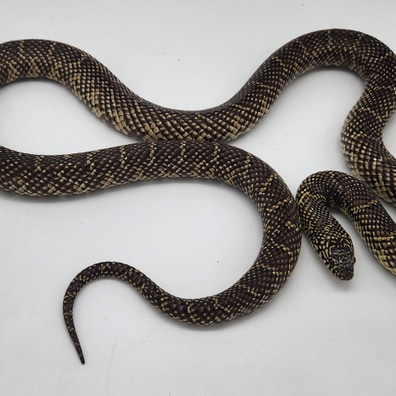 【f-arai】KING SNAKE Swamp White Sided Axanthic Het Hypo Brooks Kingsnake For Sale