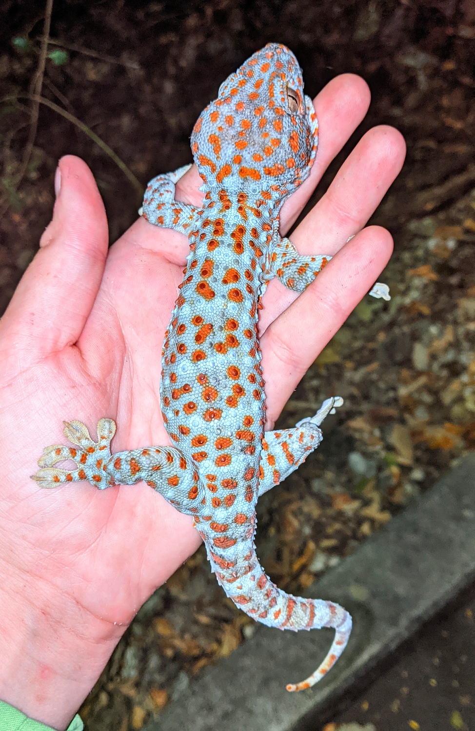 FL WC Tokay Gecko by Alivia’s Animals - MorphMarket