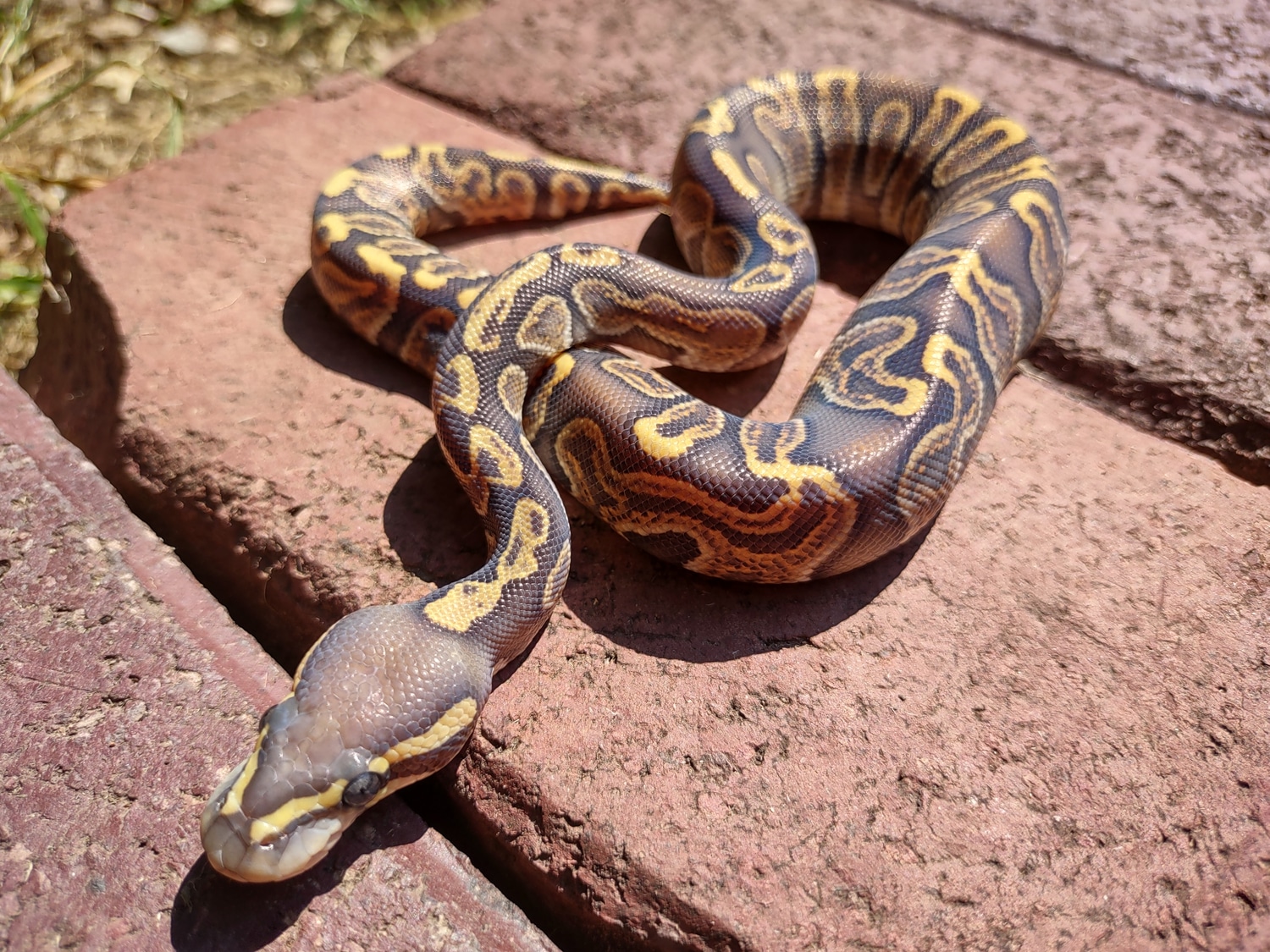 Pastel Enchi Ghi Hypo Ball Python by All Seeing Eye Serpents MorphMarket
