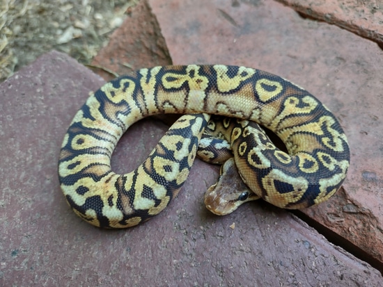 Inferno Het Ultramel Ball Python by All Seeing Eye Serpents