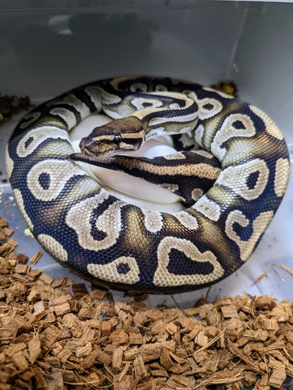 Mystic Het. Pied 2350 Gramm Ball Python by All_Seeing_Pythons
