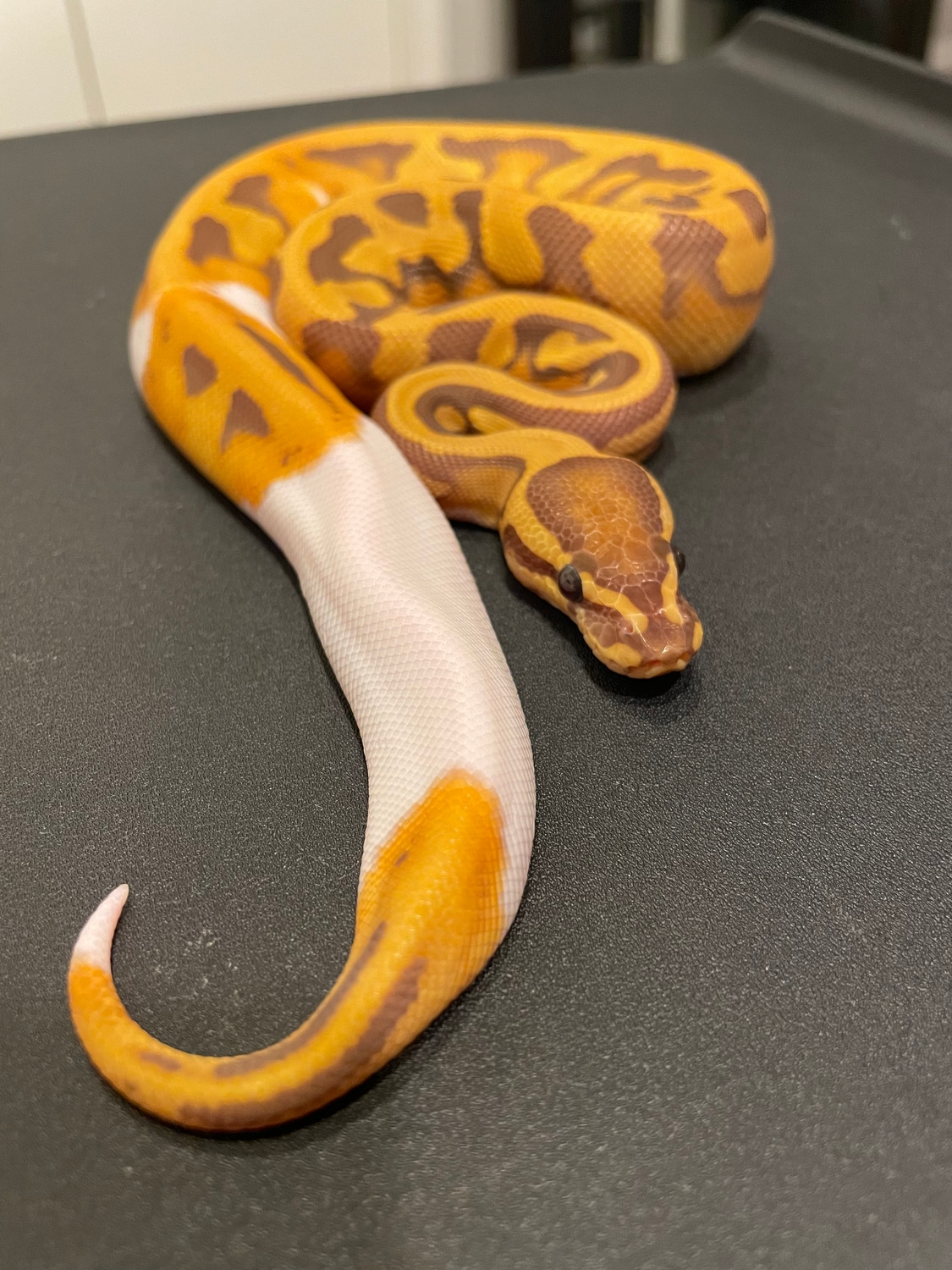 Ultramel Pied Ball Python by Royal Class Exotics - MorphMarket