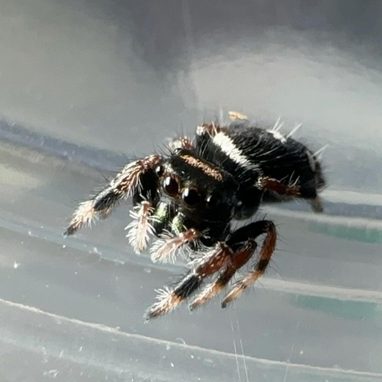 5 Pack I5 Regal Jumping Spiders Phiddipus Regius by Allie’s Spoods