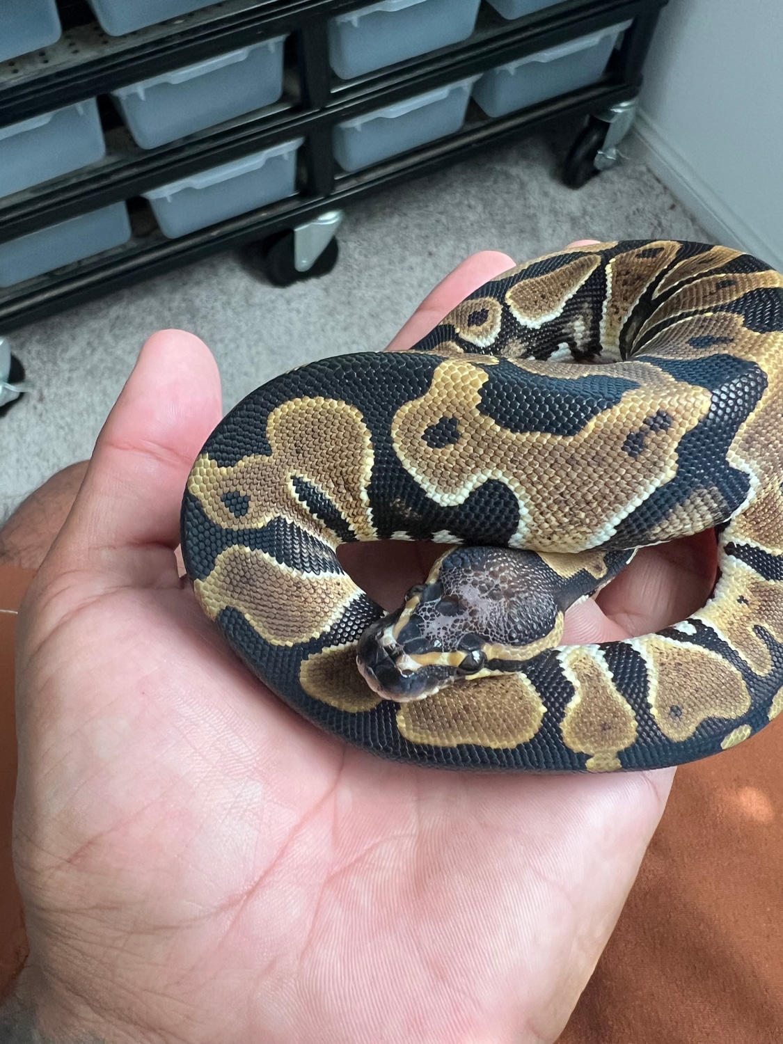 Scaleless Head Ball Python by Wide Awake Morphs - MorphMarket