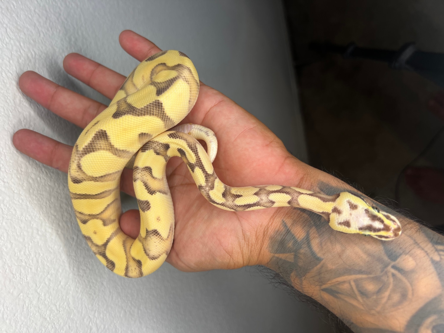Super Pastel Enchi Fire Orange Dream Ball Python by Wide Awake Morphs ...