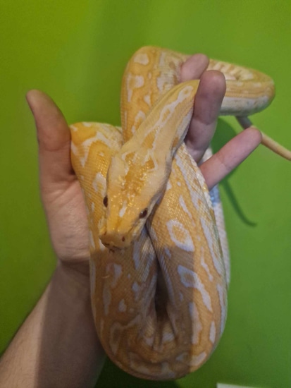 Albino Labyrinth Burmese Python by Temida