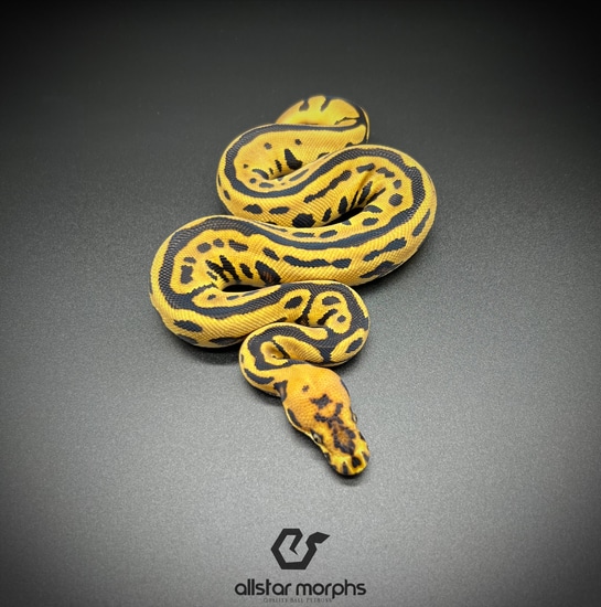 Batman Ball Python by Allstar Morphs