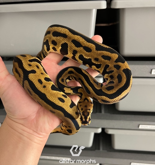 Leopard Spotnose 100% Het Clown Ball Python by Allstar Morphs