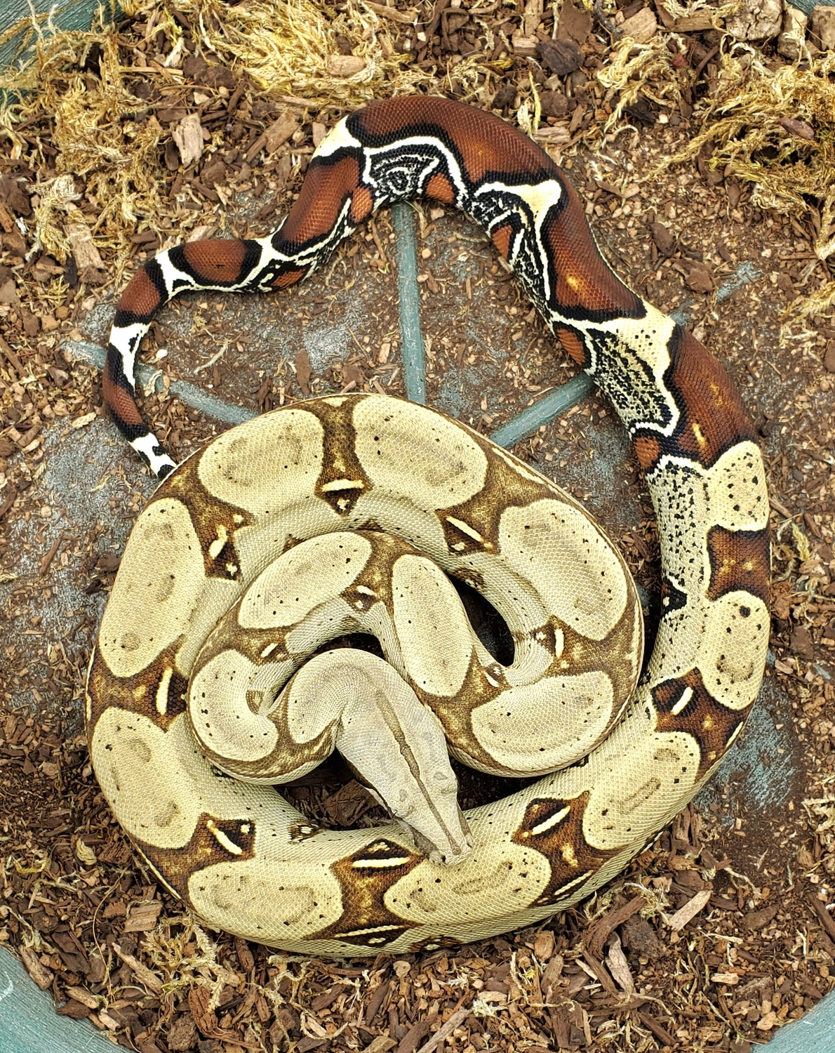 Pucallpa Peruvian True Redtailed Boa Constrictor by Scarlet and Grey