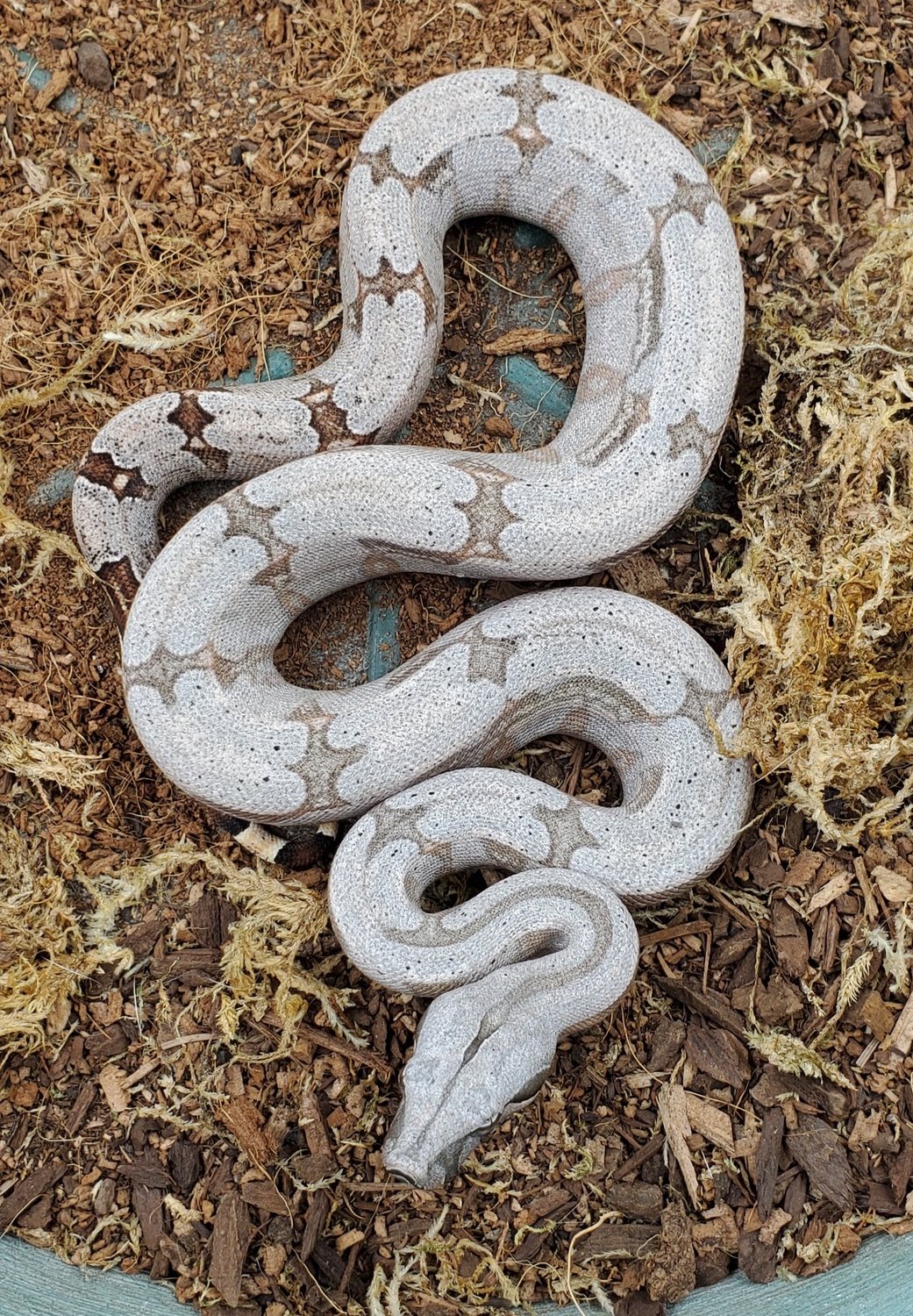 Bolivian BCA Shorttailed Boa Constrictor by Scarlet and Grey Exotics