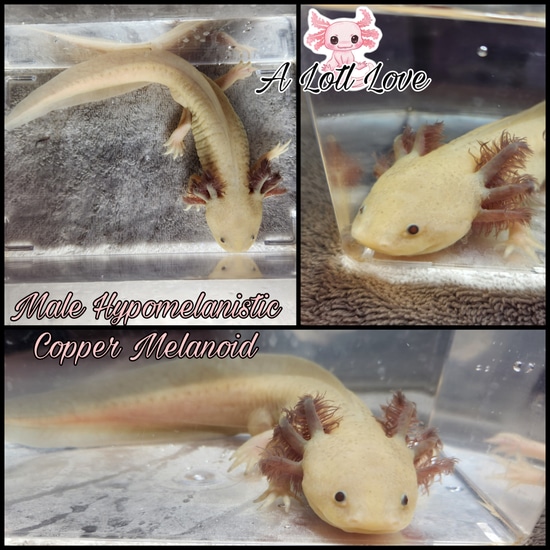 Hypomelanistic Copper Melanoid Axolotl by A Lotl Love