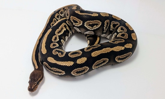 Mahogany Mystic PH Pied PH Candy Ball Python by Oddity Exotics