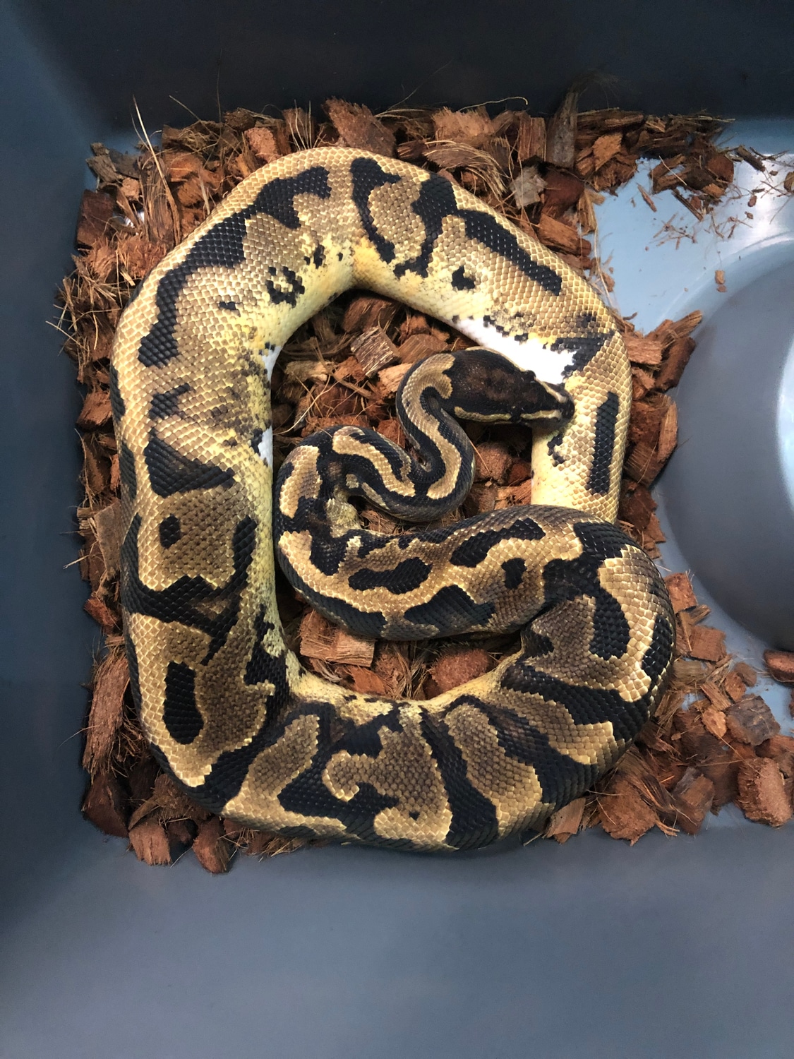 Pied (Very Low White) Ball Python by Alpha Herps - MorphMarket