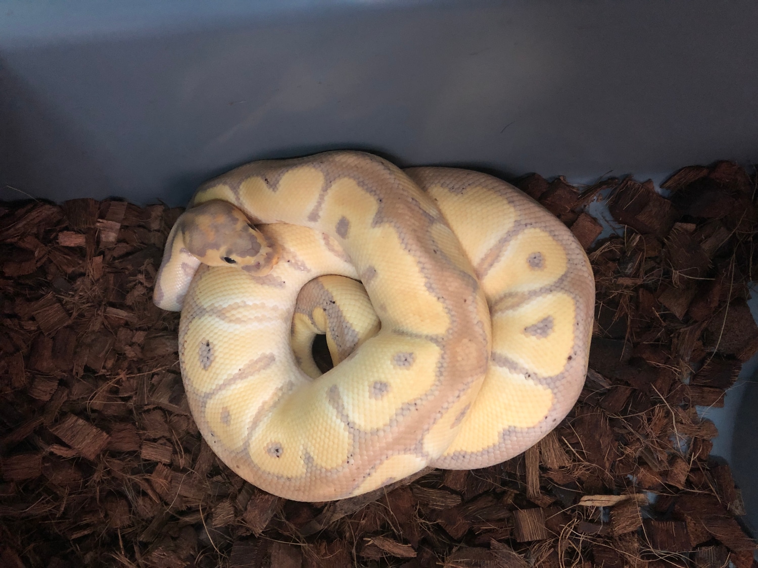 Banana Clown (Pos YB) Ball Python by Alpha Herps MorphMarket