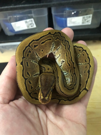 Pinstripe Het Clown Ball Python by Alpha Herps