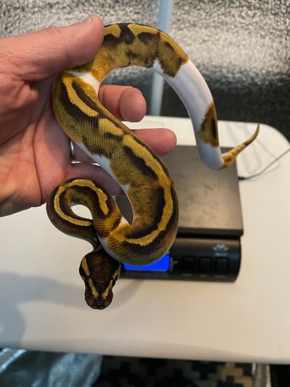 Mahogany Enchi Pied Ball Python by Alpha Herps