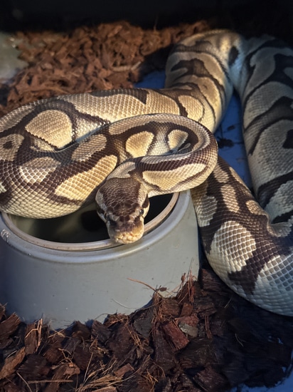 Pastel Orange Dream Ball Python by Alpha Piethons