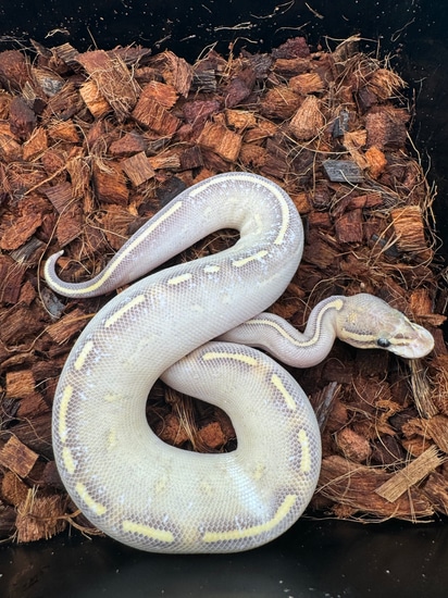 23 Highway Ball Python by Alpha Piethons