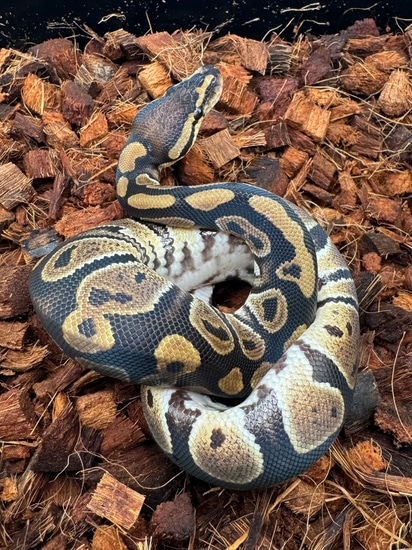 23 Chocolate 66 Het Clown Ball Python by Alpha Piethons