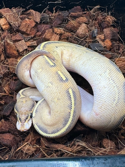 23 Highway Ball Python by Alpha Piethons