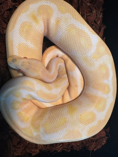 Albino Het Pied Ball Python by Alpha Piethons