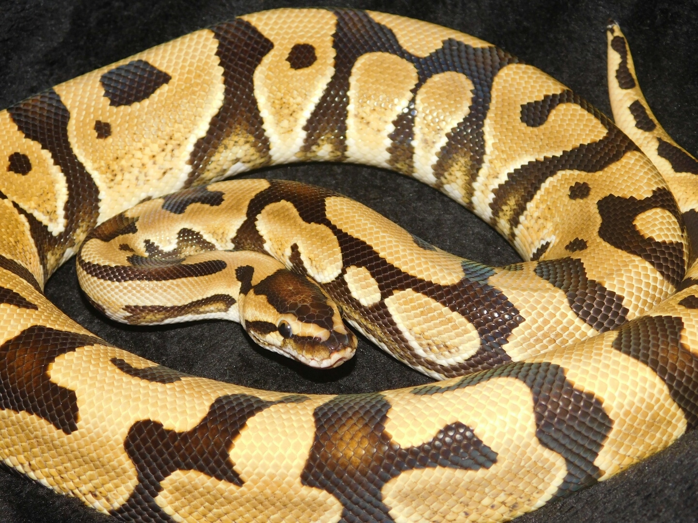 Desert Ball Python by TumTums Reptiles - MorphMarket
