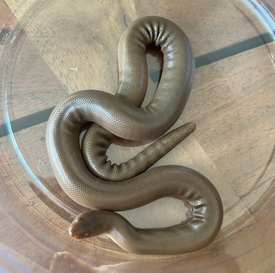 Captive Bred Female Rubber Boa by Constrictor Source