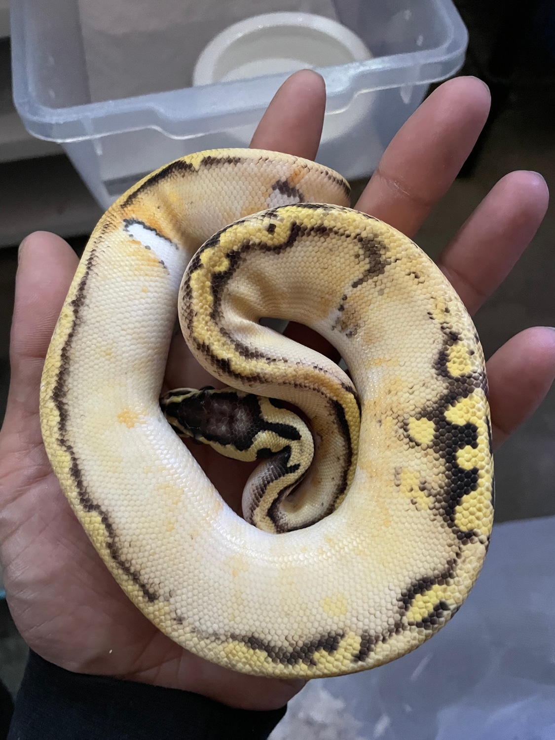 Super Pastel Pied Ball Python by Gianni’s Jungle - MorphMarket