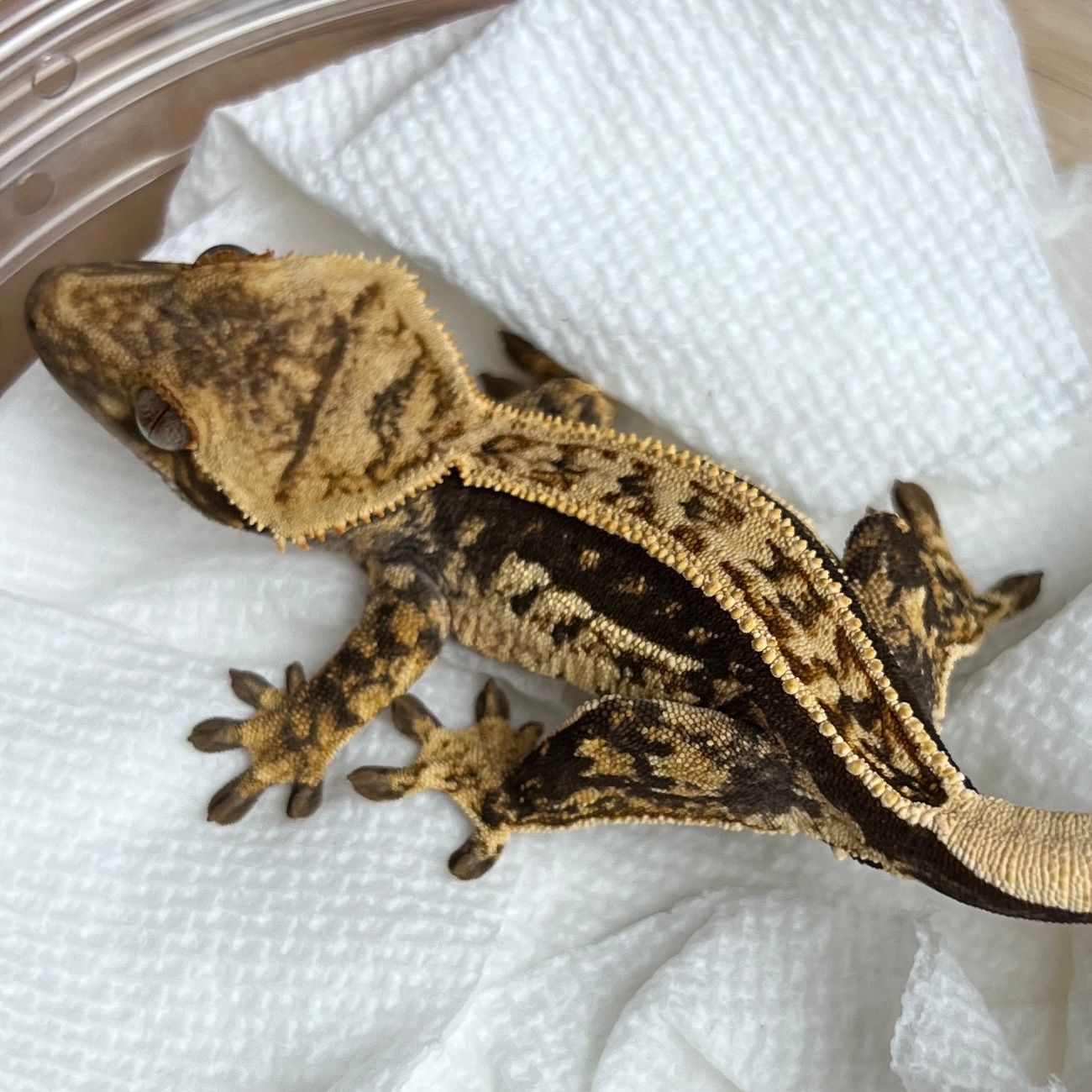Dark Tangerine! Holdback Release PV Crested Gecko by Geckin' Geckos