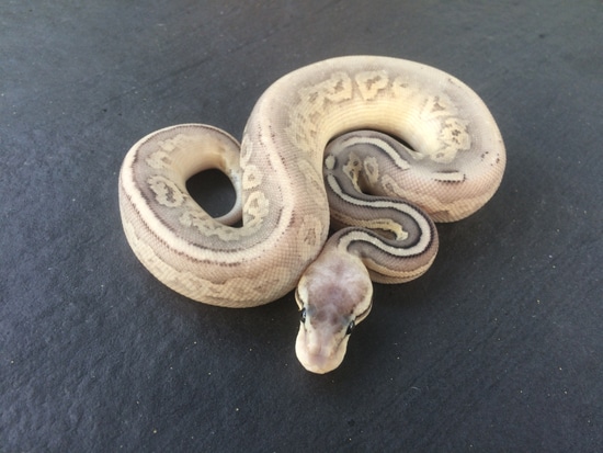 Sterling Ball Python by Adventure_Exotics
