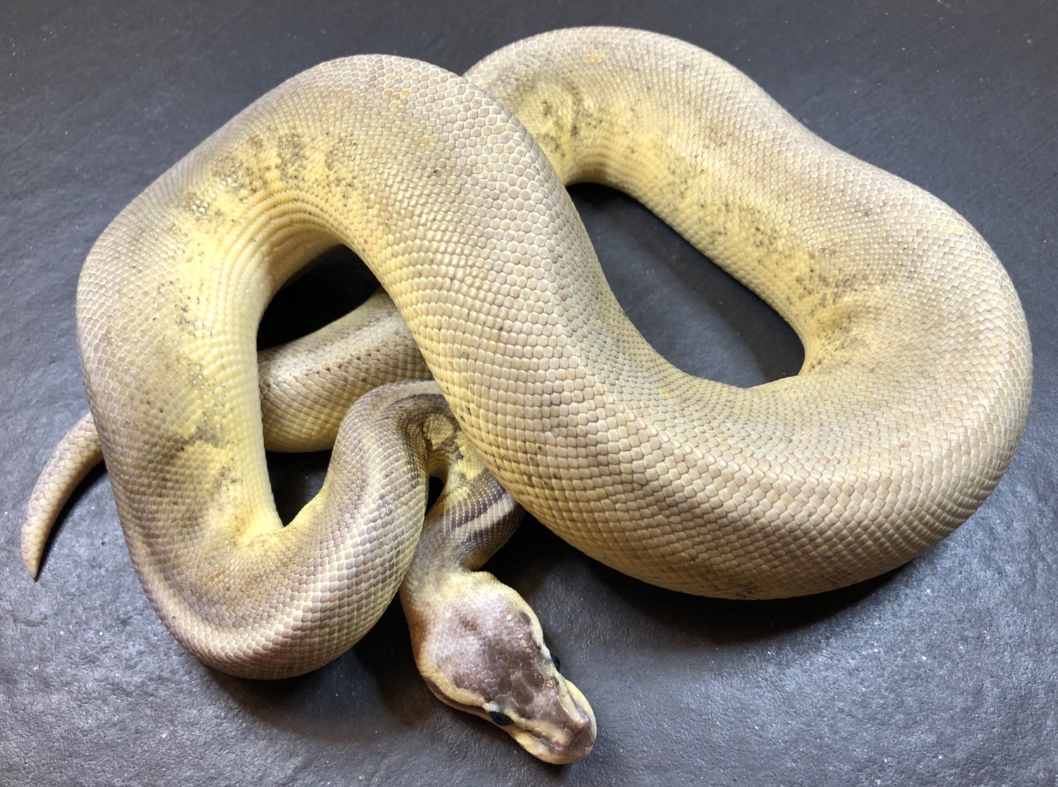 Sterling Ball Python by Adventure_Exotics - MorphMarket