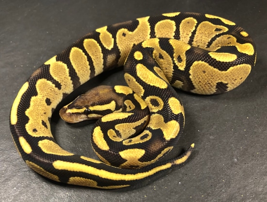Fire Het Lavender Ball Python by Adventure_Exotics
