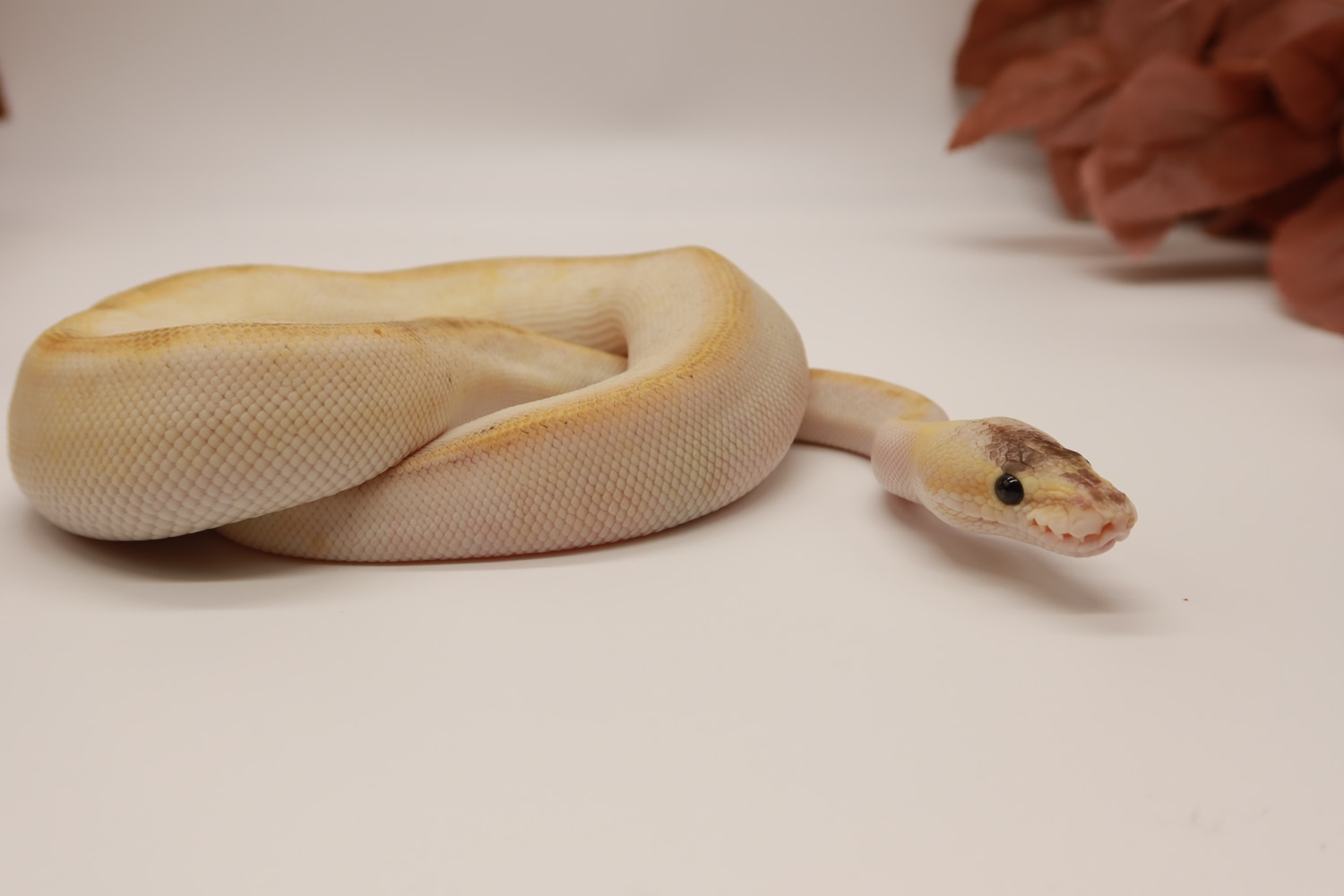 Pastel Champagne Phantom Ball Python by Swanky Serpents - MorphMarket