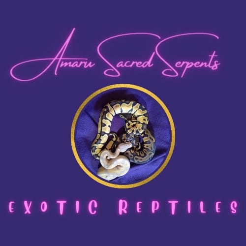 Ball Python Clutch HypoxHetHypoHetClown by Amaru Sacred Serpents