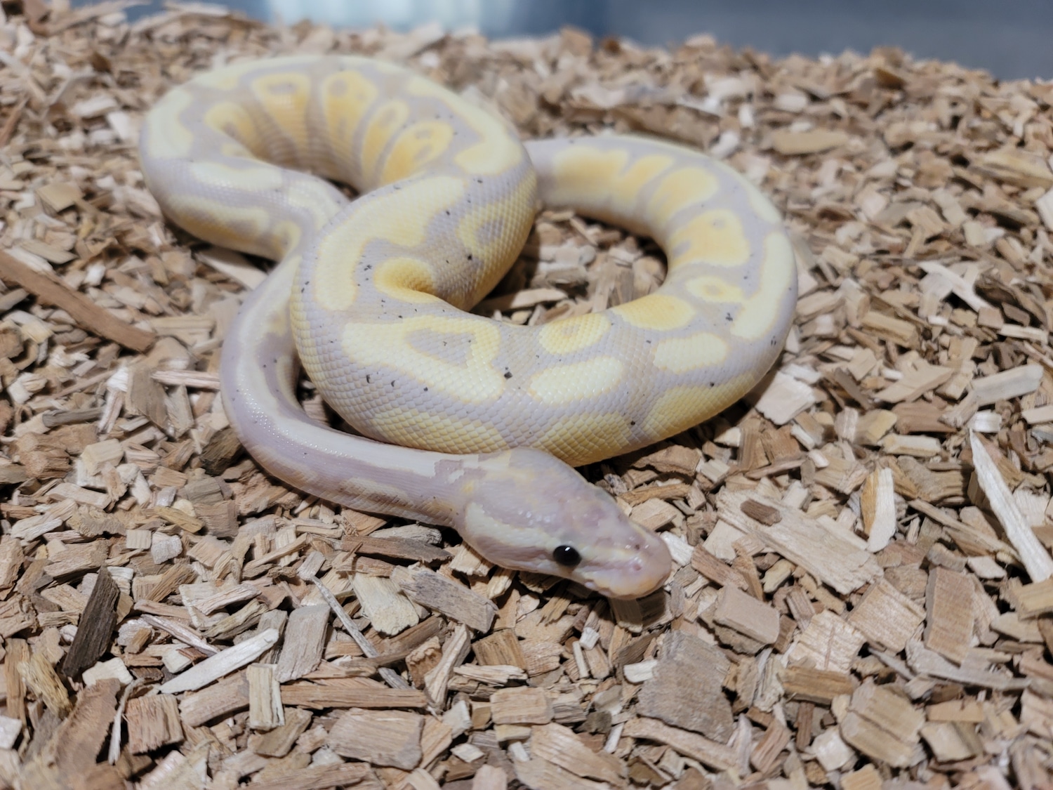 Pastel Yellow Belly Coral Glow Ball Python by Amazeballspythons ...