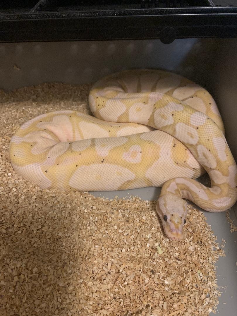 Banana Pastel Scaleless Head Ball Python by AMB Morphs MorphMarket