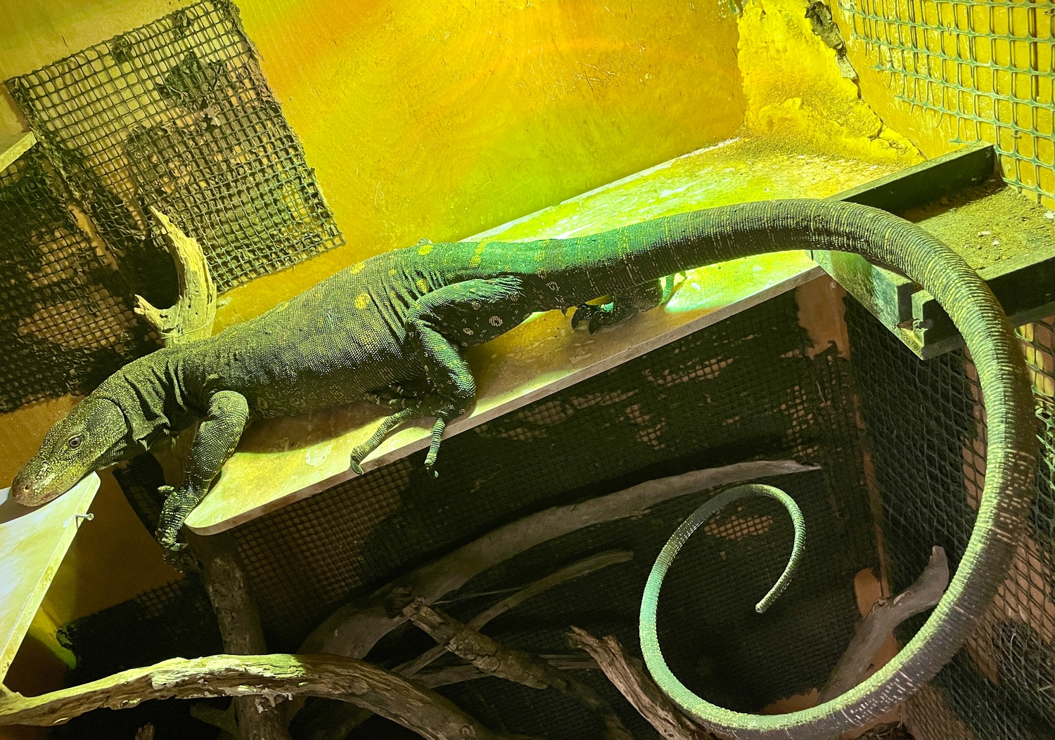 1.1 Adult Pair Crocodile Monitor by American Enclosures - MorphMarket