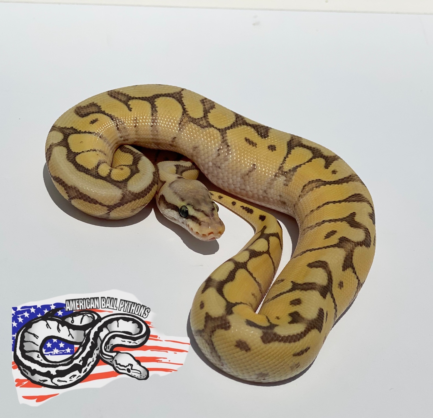Pastel Mojave Spider Ghost Ball Python by American Ball Pythons ...