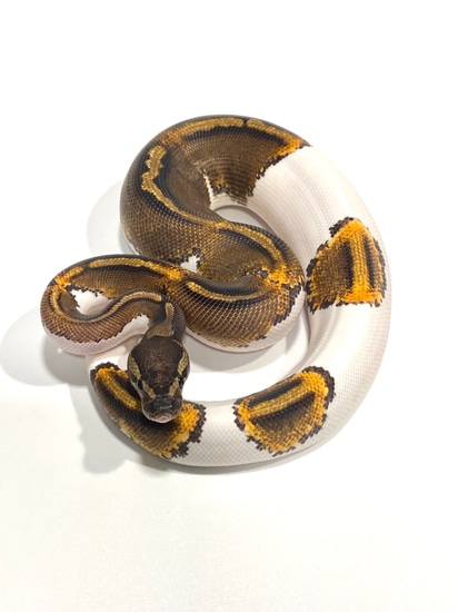 Ghi Yb Pied Ball Python by American Ball Pythons