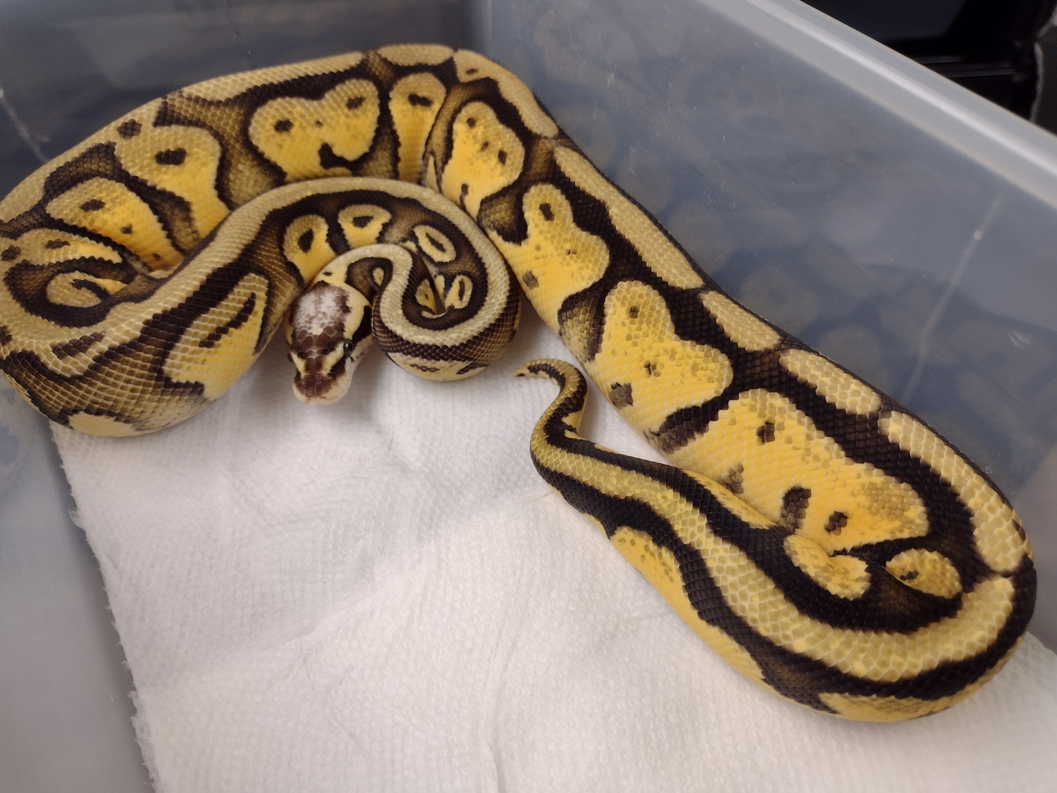 Super Pastel Yellow Belly/Specter Ball Python by American Alleles ...