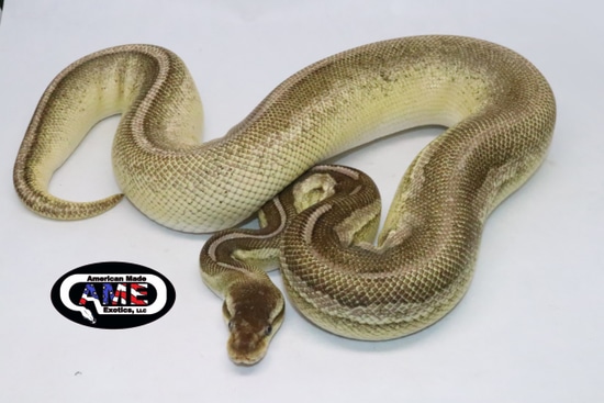 Leopard Mojave Pewter 100% Het Pied Ball Python by American Made ...