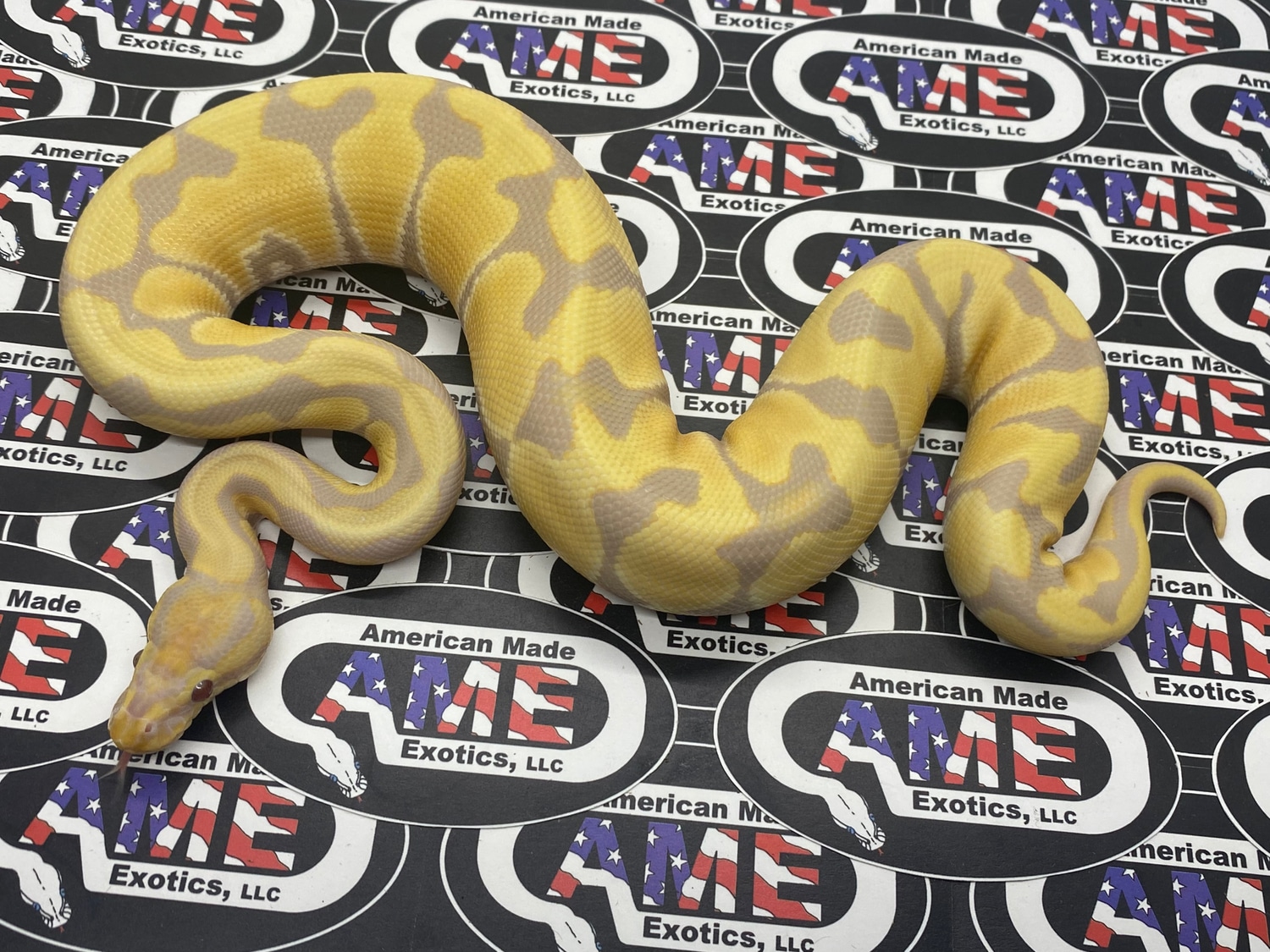 Candy Ball Python by American Made Exotics, LLC MorphMarket