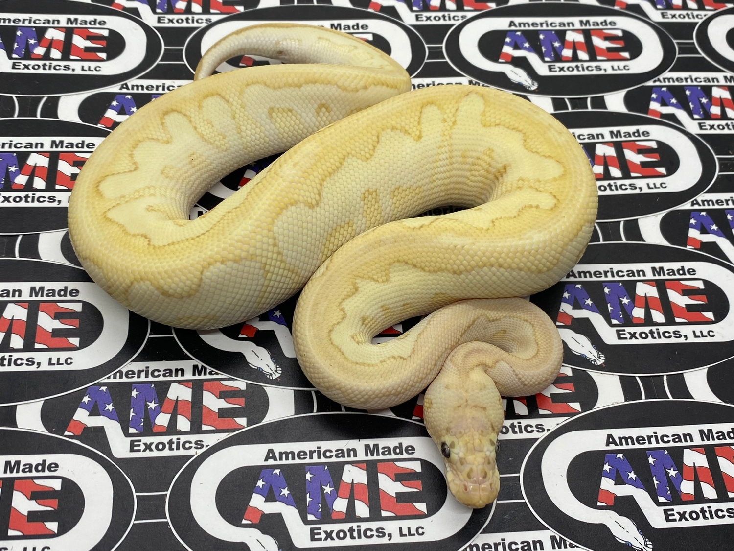 Clown Banana Mojave (Possible Pastel) 50 Pos Het Hypo Ball Python by